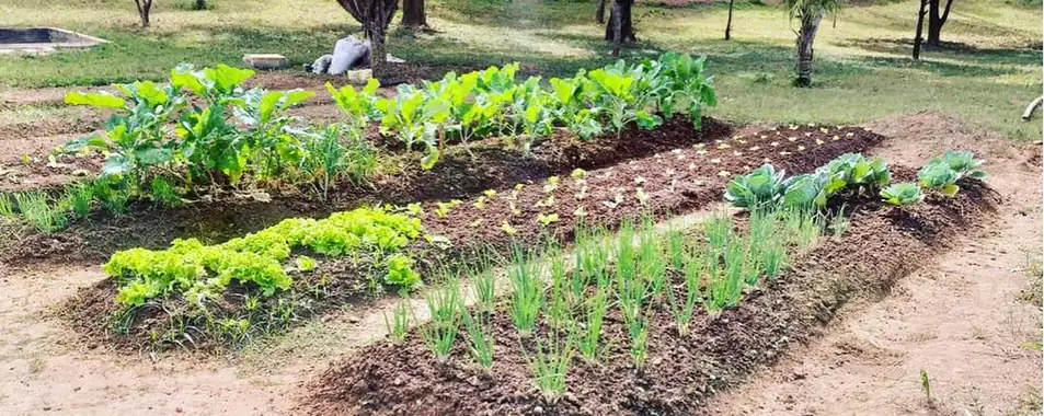Horta com canteiros de verduras na área da estrutura